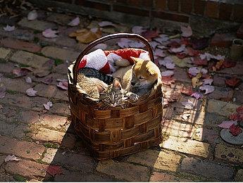 《本草归元录》震撼上线Steam，开启中医奇幻之旅！